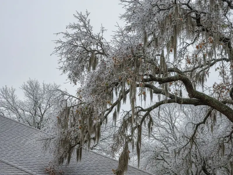 Winter Roof Inspection