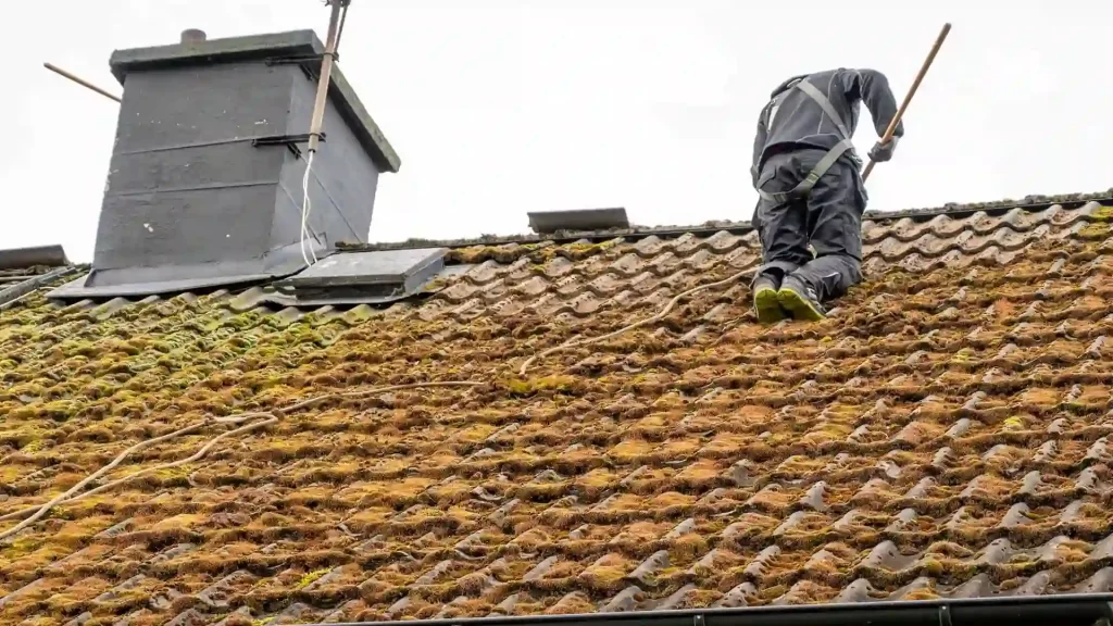 roof moss removal